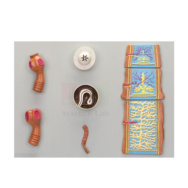 Comparative Tapeworm Set